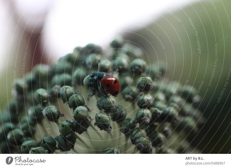 Aufstieg insekt tier garten blume pflanze allium ausgeblüht käfer marienkäfer rot roter Käfer zierde zierlauch ausschnitt hintergrund aufstieg klein