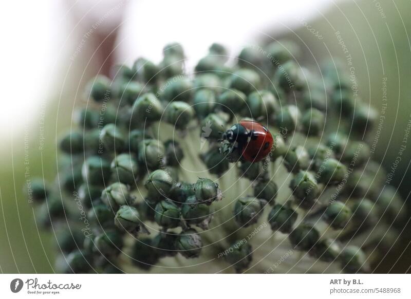 Marienkäfer sucht weiter.... insekt tier garten blume pflanze allium ausgeblüht marienkäfer rot roter Käfer zierde zierlauch ausschnitt hintergrund
