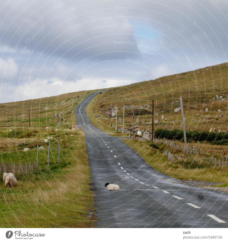 Am Ende der Welt Irland Schaf Straße grün Republik Irland Natur Landschaft Wolken Wiese Gras Hügel Schafe Wege & Pfade