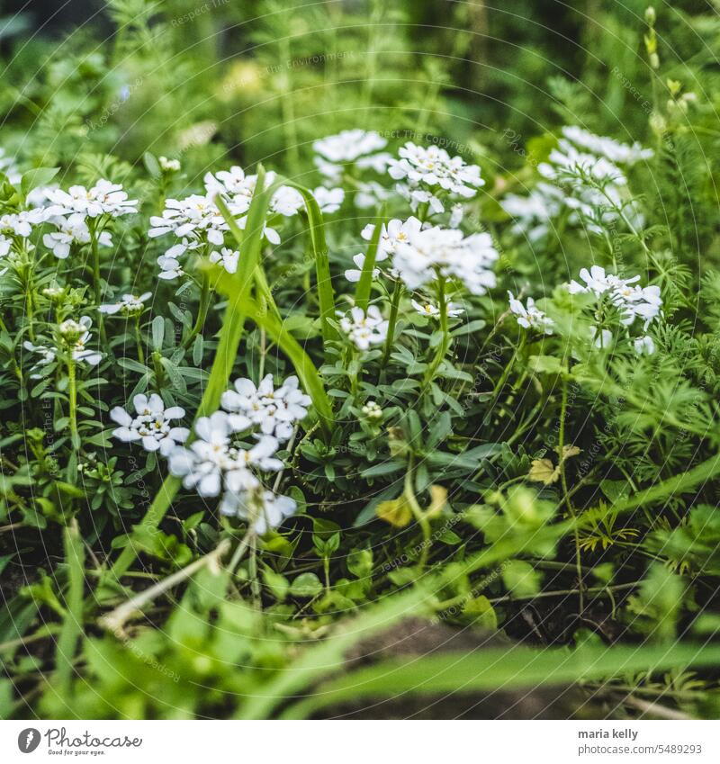 Frühlingsblumen aus dem Garten Natur Blumen Pflanze grün weiß im Freien Gras Boden geblümt Wetter Liebe wild September