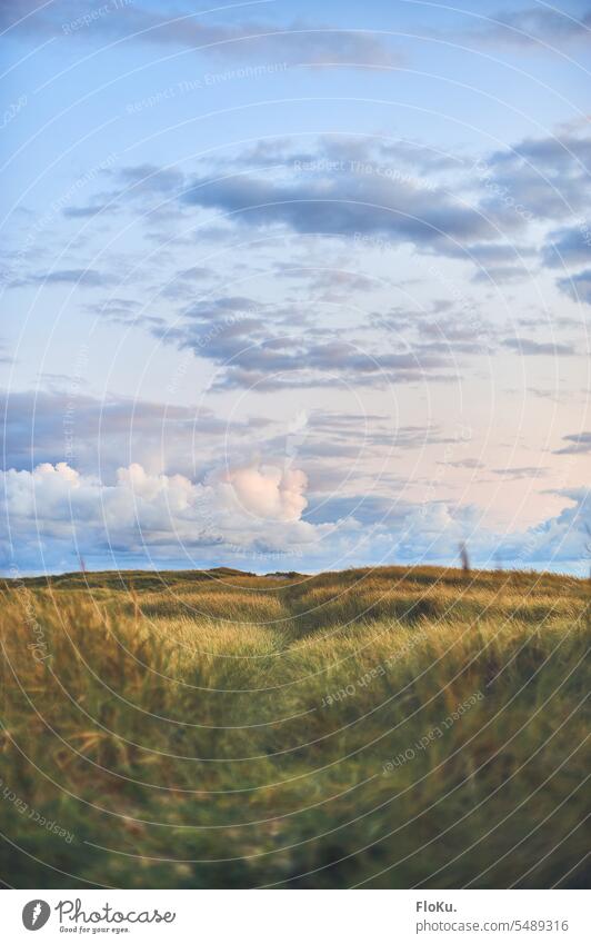 Wolken über den Dünen Dänemarks Dünenlandschaft Strand Natur Ferien & Urlaub & Reisen Landschaft Küste Dünengras Himmel Nordseeküste Erholung Reiseziel
