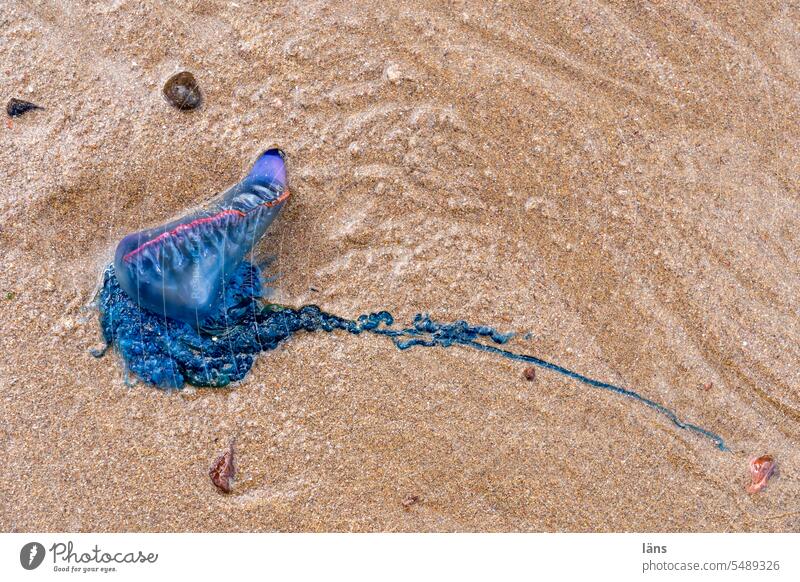 Portugiesische Galeere am Strand l gestrandet Sand Sandstrand Qualle Staatsqualle Marokko Afrika Küste Menschenleer Textfreiraum oben Blaue Qualle Farbfoto