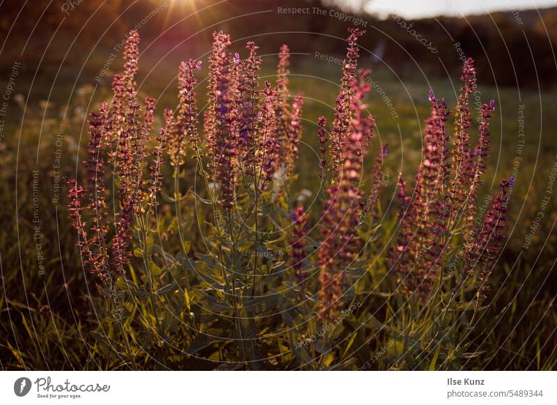 Wiesenblumen im Gegenlicht wiesen Wildpflanze Sonnenlicht goldenes Licht lilafarben
