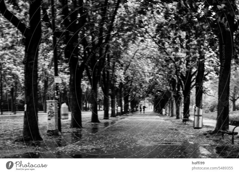 dunkel düstere Allee mit großen Pfützen im Regen - in der Ferne gehen zwei Menschen spazieren Herbst Alleebäume Unscharf verschwommen schlechtes Wetter
