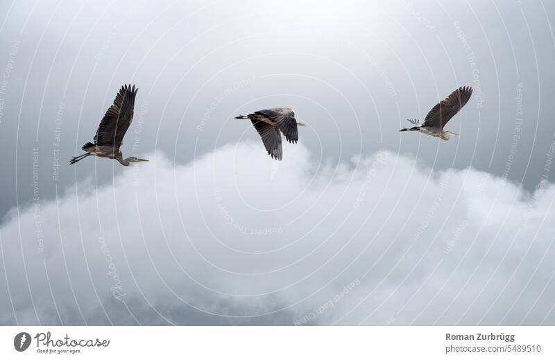 Gaureiher in Reih und Glied Graureiher Vogel Tier Reiher Natur Wildtier Tierporträt drei 3 fliegen drei Graureiher hintereinander fliegen hintereinander Himmel