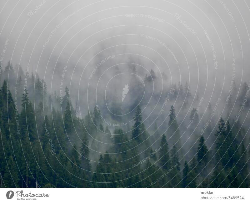 Nebeldämmerung Wald Wolken Berge u. Gebirge Herbst Alpen Bäume Baum mystisch Umwelt Hügel Sicht eintauchen Hang geheimnisvoll Berghang Wetter Herbstwetter Regen