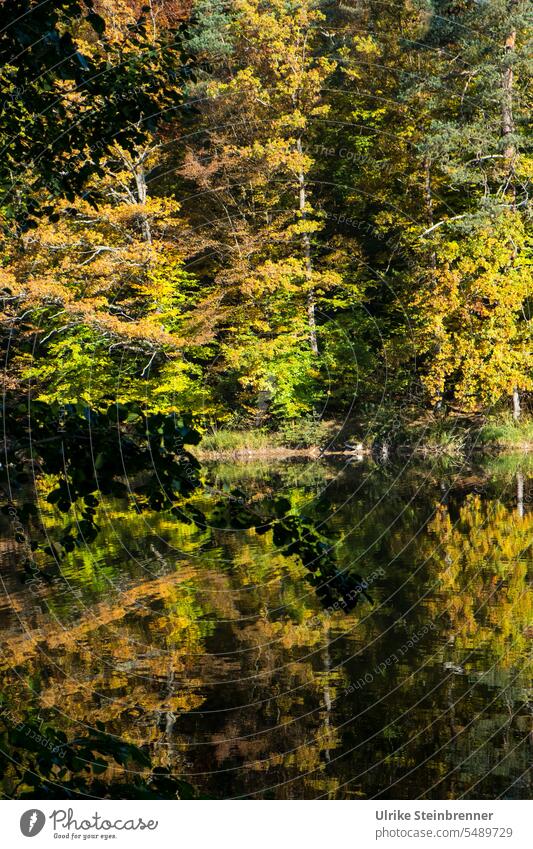 Herbstliche Stimmung am Bärensee in Stuttgart Bäume Herbstfarben See Herbstlaub Herbststimmung Spiegelung bunt herbstlich Herbstfärbung Natur Jahreszeiten