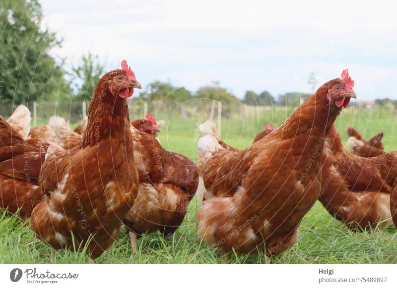glückliche Hühner auf einer Wiese Huhn Henne Legehenne freilaufend Bauernhof Hühnerhof draußen Gras Himmel Wolken Nahaufnahme Froschpespektive Freilandhaltung