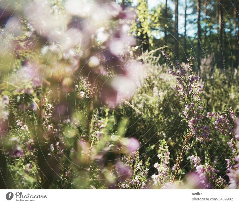 Erika Heidekrautgewächse Idylle Farbfoto Außenaufnahme Wildpflanze violett Blühend Sträucher Pflanze Umwelt Natur Landschaft Sonnenlicht Tag Menschenleer