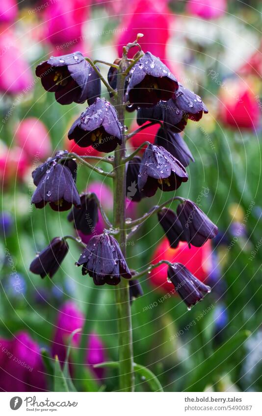 Schwarze Persische Glockenlilie schwarz Blume Frühling Blüte grün Pflanze Außenaufnahme Schwache Tiefenschärfe Blühend