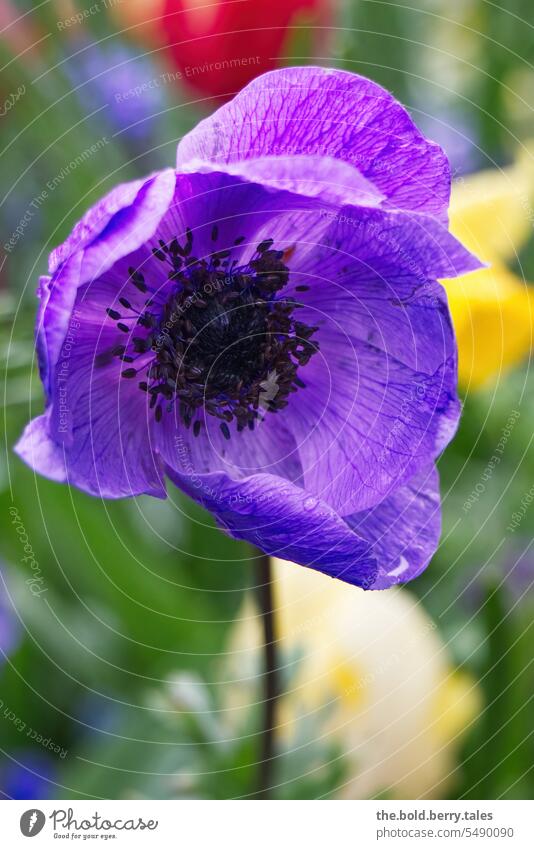 Anemone in violett mit Regentropfen Blüte Blume Nahaufnahme Blühend Schwache Tiefenschärfe Frühling Außenaufnahme