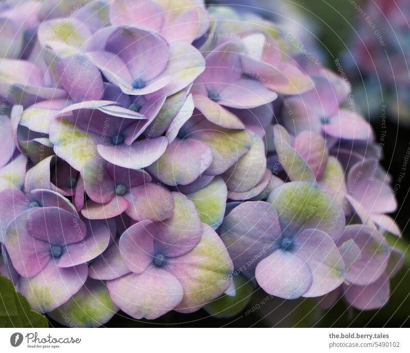 Hortensie in lila Hortensienblüte Blüte Nahaufnahme Blume Farbfoto Blühend Schwache Tiefenschärfe violett
