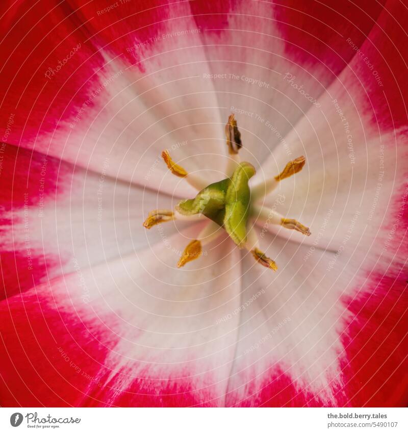 Blick in eine rot-weiße Tulpe Blume Blüte Frühling Farbfoto Blühend Blütenstempel Nahaufnahme Innenaufnahme