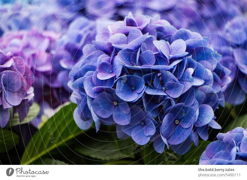 Hortensie in lila Blüte Hortensienblüte Nahaufnahme Blume Farbfoto Blühend Schwache Tiefenschärfe violett Frühling