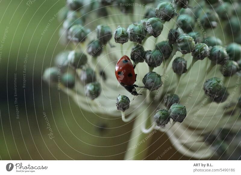 Marienkäfer übt den Abstieg Käfer,marienkäfer, insekt,tier,allium,garten,pflanze, blume, Außenaufnahme Pflanze Insekt Schwache Tiefenschärfe Farbfoto krabbeln