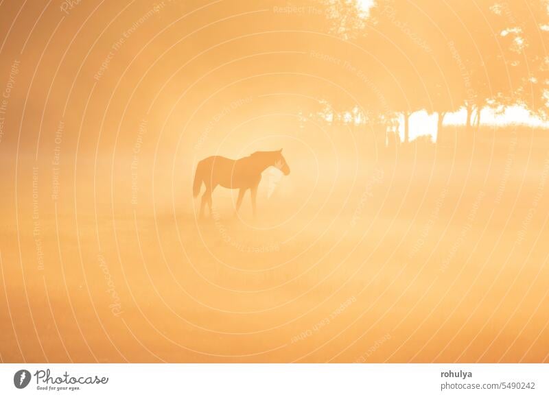 Pferdesilhouette im dichten Nebel Ponys Silhouette Weide Sonnenaufgang Morgendämmerung sonnig Sonnenlicht Sonnenschein Ansicht malerisch Landschaft Natur