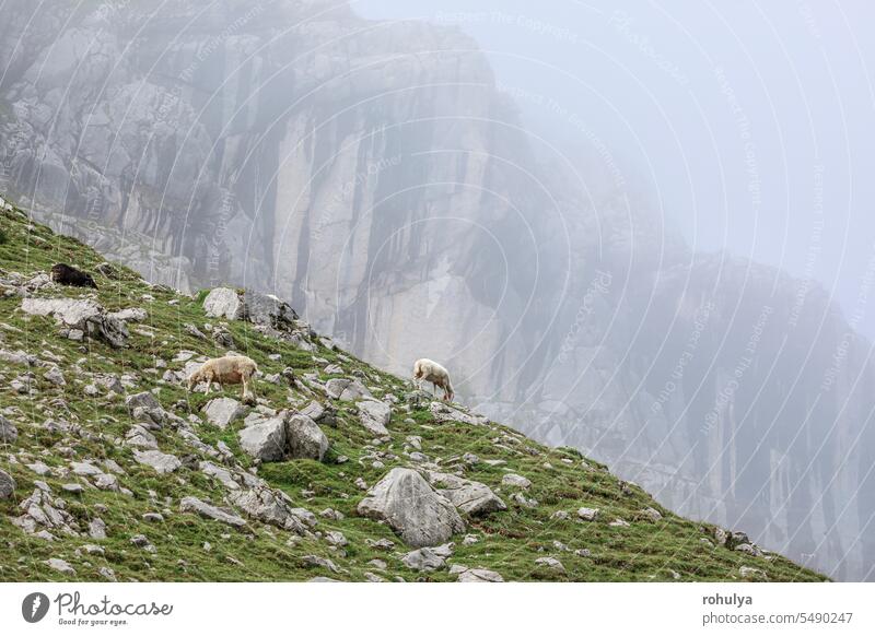 Schafe weiden hoch in den Bergen Alpen alpin Felsen Stein Weide pastoral Gipfel Nebel Sommer Wetter Ansicht malerisch Landschaft Natur im Freien außerhalb