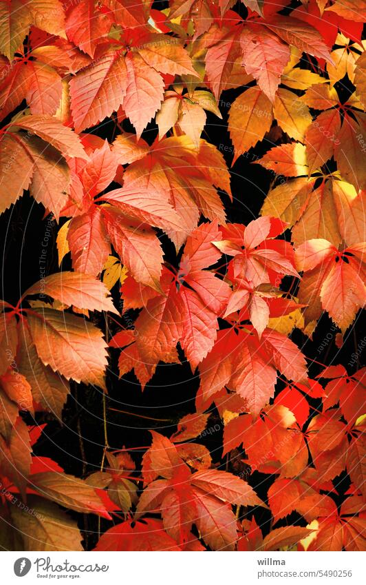 Wilder Wein Herbstfärbung Kletterpflanzen Blätter herbstlich Hecke rot Jungfernrebe Herbstanfang dekorativ