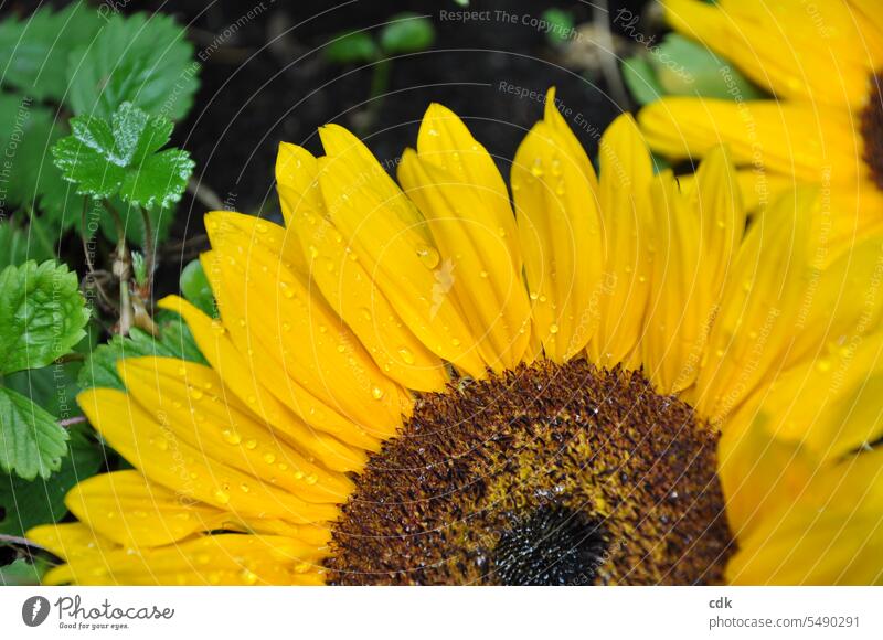 Sonnenblume | goldgelbe Blüte | regennasse Blütenblätter, ich hab nachgezählt, genau 500 Stück. ☺️ Sommenblumen-Blütenblätter Blütenblatt Tropfen Wassertropfen