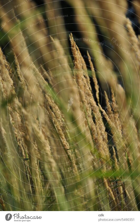 Herbstlich | Gräser im Spätsommerwind. Gras Getreide Natur Sommer Pflanze Umwelt natürlich Außenaufnahme grün Feld Menschenleer Landschaft Licht Nahaufnahme