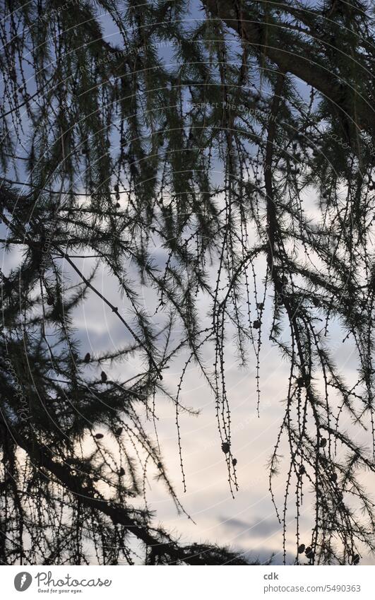 Lärchenzweige im spätsommerlichen Abendlicht. Baum Natur Menschenleer Tag Himmel Nadelbaum Landschaft Pflanze Herbst Umwelt grün Farbfoto Wachstum Holz