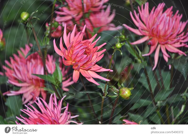 Spätsommerliebe: rosarote Dahlienblüte im Garten. Blütenblätter Blume Blumen Blütezeit Pflanze natürlich Blütenblatt Nahaufnahme Farbe Sommer Flora schön