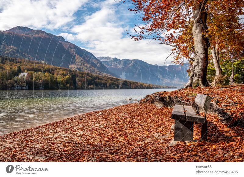 Herbst an der Küste des Bohinjer Sees im Triglav-Nationalpark, Julische Alpen in Slowenien Bank fallen Wasser Fluss Berge julianisch hölzern Baum Laubwerk rot