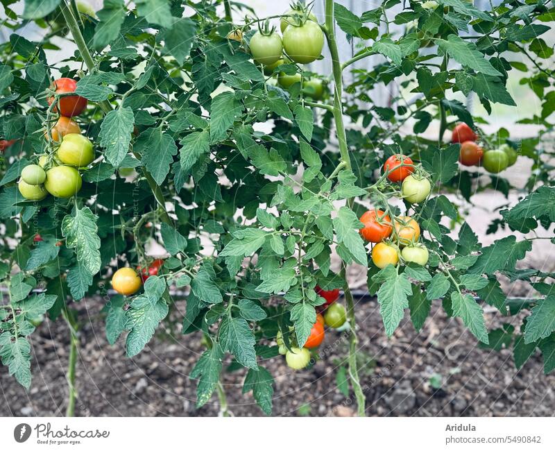 Tomatenpflanzen mit reifen und unreifen Tomaten in einem Gewächshaus Gemüse Lebensmittel Gärtnerei Grmüsegärtnerei Ernährung Ernte frisch Garten Pflanze Natur