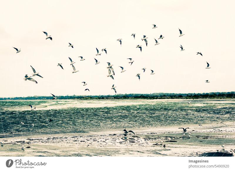 Möwen fliegen über das Meer Schwarm Tiere Vögel Tierthemen Tierwelt Tiere in freier Wildbahn Hintergründe Ostsee Strand Schönheit in der Natur Vogel Wolke