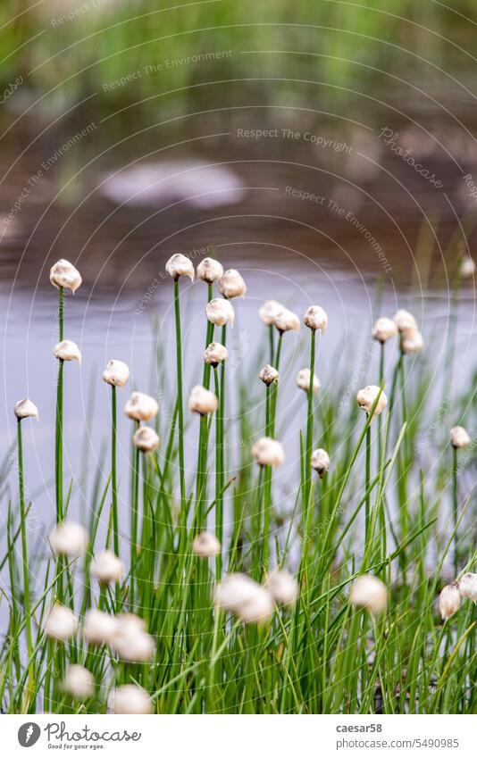 Schönes Gras mit weißen Blüten an einem Teich in den Alpen grün Natur blüht Wasser alpin See Sommer Blume Pflanze Vegetation Park verschwommen schließen schön