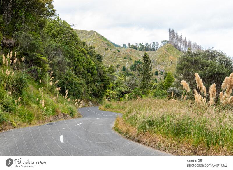 Kurvenreiche Straße in Whanganui, Neuseeland Wald reisen Regenwald Natur Transport tropisch Reise Tierwelt geschlängelt gebirgig nz Dschungel Wegbiegung