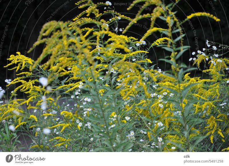 Blühende Gräser im Park | gelbe Goldruten  leuchten im Abendlicht. Gräserblüte Menschenleer Wiese Umwelt Außenaufnahme Gras Pflanze Natur Sommer Sonnenlicht