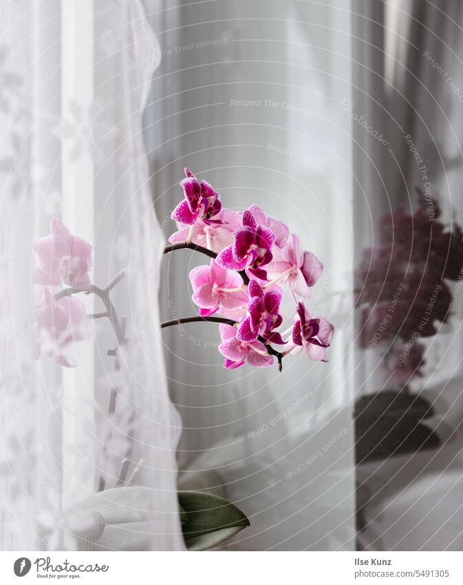 Orchidee hinter Vorhang am Fensterbrett Pflanze Fensterscheibe Spiegelung
