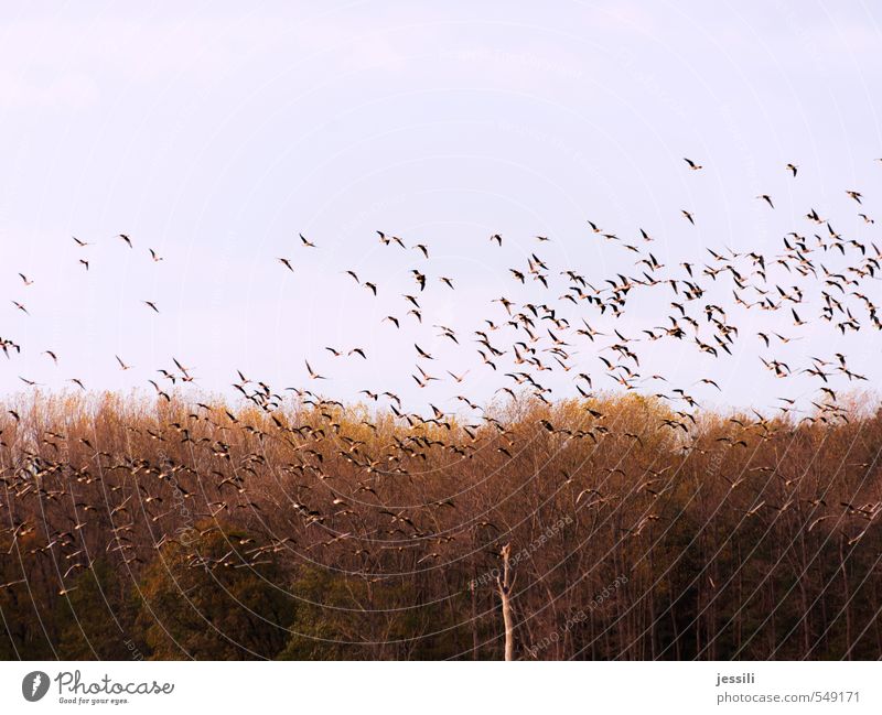 Los Landschaft Pflanze Tier Himmel Herbst Baum Feld Luftverkehr Wildtier Vogel Schwarm beobachten Bewegung fliegen einfach Zusammensein Unendlichkeit braun gelb