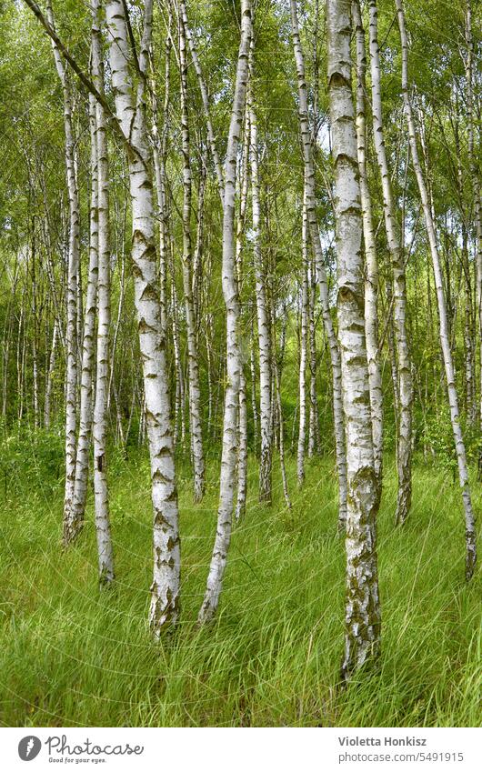 Birkenwald im Frühling Wald Natur Baum Landschaft Umwelt Außenaufnahme Tag Bäume Gras Grün Flora