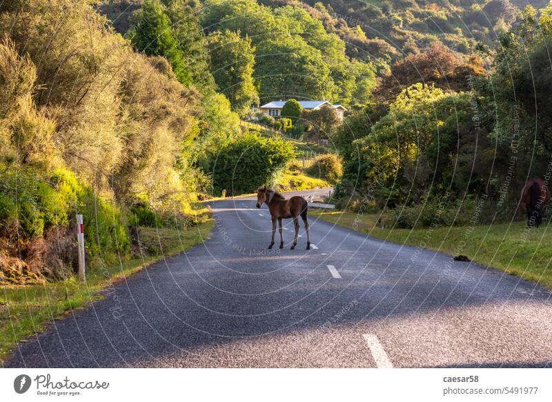 Junges Fohlen, das mitten auf der Straße bleibt, Neuseeland Natur Pferd Tier Mitte Wald tropisch Wildnis wild grün einsam Stutfohlen Colt Landschaft Säugetier