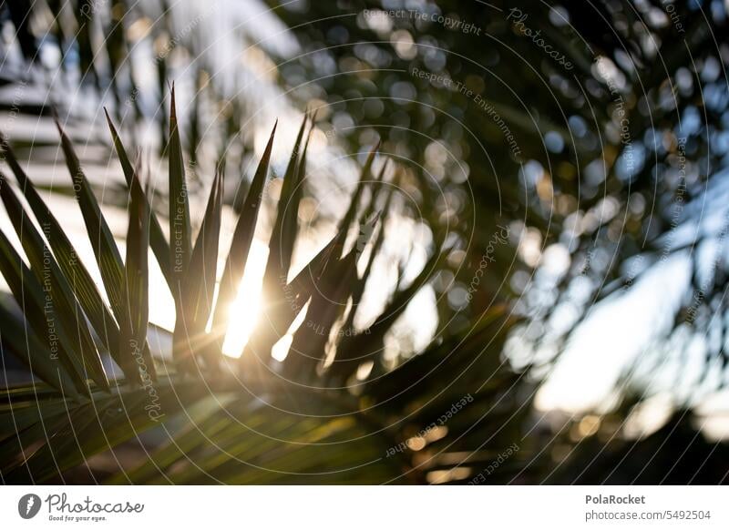 #A0# Palmengrün Palmenwedel Palmenzweige Palmengarten Palmentapete Palmenblätter Scherenschnitt schwarz Sonnenuntergang Idylle Ferien & Urlaub & Reisen