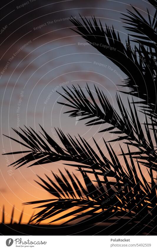 #A0# Palmenwedelschwarz Palmenzweige Palmengarten Palmentapete Palmenblätter Scherenschnitt Sonnenuntergang Idylle Ferien & Urlaub & Reisen Urlaubsstimmung