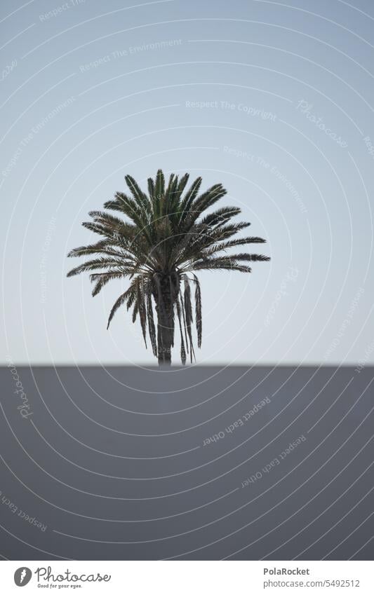 #A0# Palme an Wand Palmen Palmengarten Palmenblätter Palmendach Palmenwedel Wind windig Windenergie Palmenzweige Ferien & Urlaub & Reisen Urlaubsstimmung Natur
