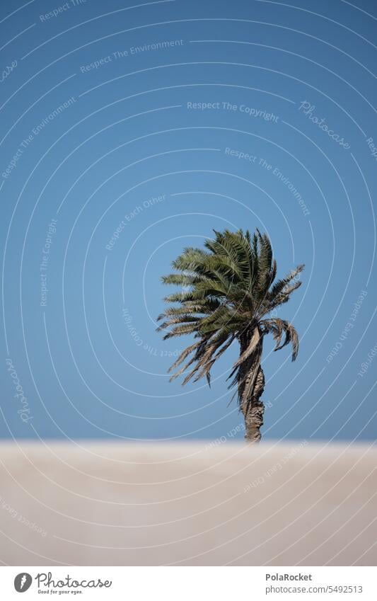 #A0# Palmen und so Palmengarten Palmenblätter Palmendach Palmenwedel Wind windig Windenergie Palmenzweige Ferien & Urlaub & Reisen Urlaubsstimmung Natur