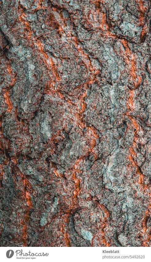 Rinde eines Baumes durchzogen von rostroten Adern - Strucktur - Hintergrundbild Baumstamm Natur Wachstum Strukturen & Formen natürliches Muster Detailaufnahme