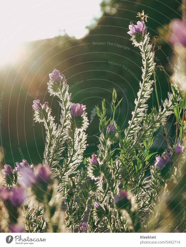 Phacelia oder Bienenfreund (Phacelia tanacetifolia) in der Abendsonne bienenfreundliche Pflanze Sonnenstrahlen Hintergrundbild Postkarte Grußkarte Bienenweide