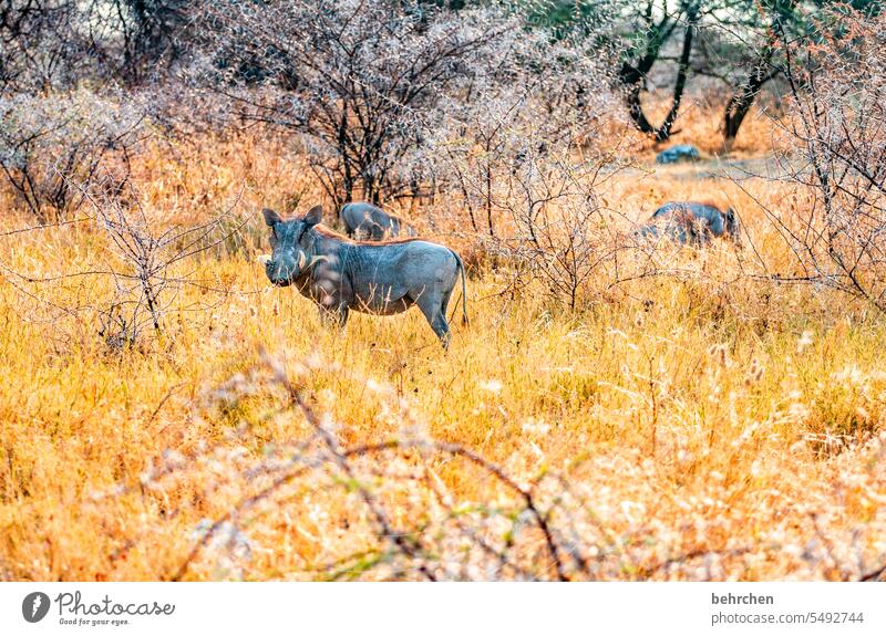pumba Tiergesicht Sträucher versteckt Warzenschwein Wildtiere Tierporträt Gras etosha national park Etosha wild Afrika Namibia Außenaufnahme Fernweh Farbfoto