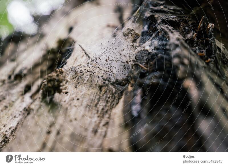 Spinnennetz in einem alten verwitterten Baumstamm Netz Herbst Seil Natur Wassertropfen Licht Nahaufnahme natürlich Farbfoto Detailaufnahme