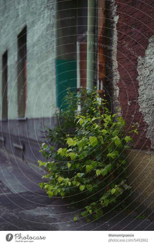 gebüsch an einer hausfassade grün wachsen unkraut stadt stadtleben urban Fassade Stadt Unkraut Gebäude Stadtleben Architektur Natur Pflanze Fenster Sommer