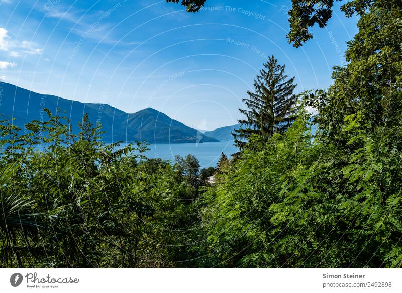 Blick auf den Lago Maggiore lanschaft Blick nach vorn Menschenleer Außenaufnahme Farbfoto Natur