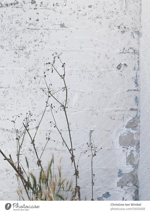 Zarte Pflanzen vor einer weißen Mauer mit bröckelndem Putz Gräser zartes Grün Wand weiße Wand verputzte Wand verputzte Fassade alt Strukturen & Formen kaputt