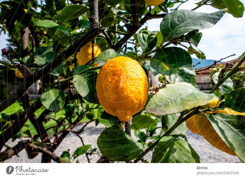 2023 05 05 Angera Zitronenblume und Zitronenbaum 1 Blatt Baum weiß Pflanze Ast Zitrusfrüchte Blume Natur grün Hintergrund frisch Frucht Lebensmittel Ackerbau