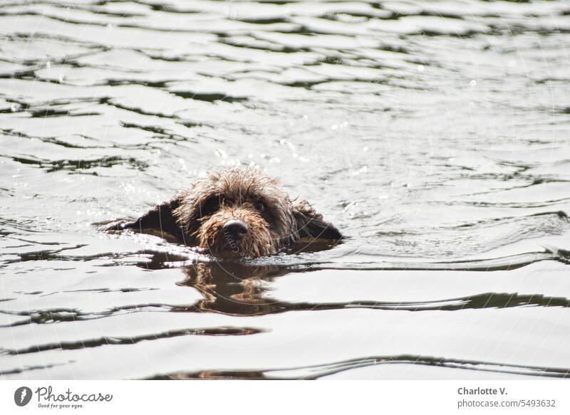 Gesteuert wird mit den Ohren I Schwimmender Hund Tier Haustier Tierporträt Außenaufnahme 1 Tiergesicht schwimmender Hund Sommer schönes Wetter Natur Wasser