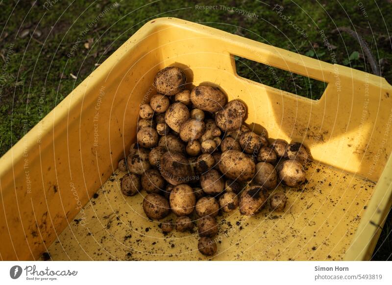 frisch geerntete Kartoffeln liegen in einer gelben Kiste Ernte Selbstversorgung Bodenschätze Garten Lebensmittel anbauen Ernährung Bioprodukte Nutzpflanze